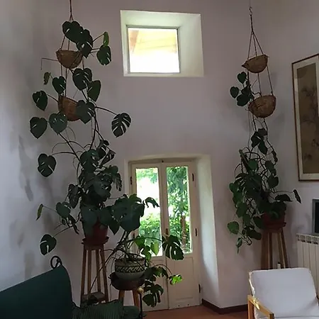 Il Glicine